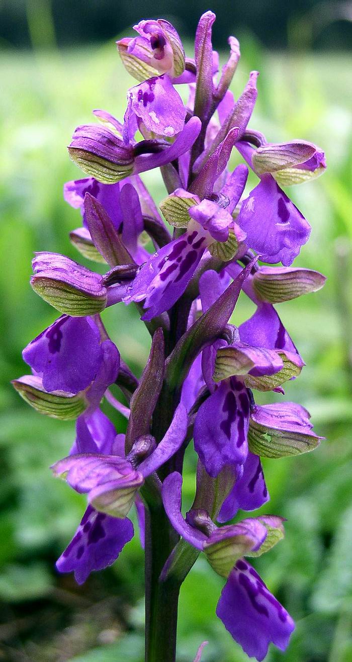 Orchis morio, Orchis pallens, Orchis simia, Orchis provincia